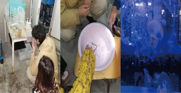 Jellyfish Club activities, husbandry equipment and jellyfish
